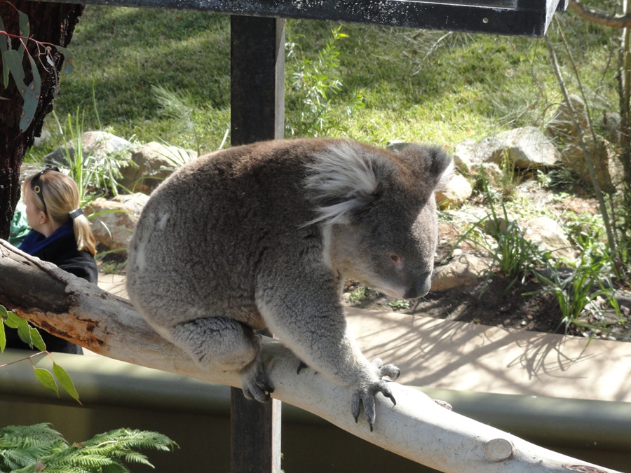 CanberraAustralia068.JPG