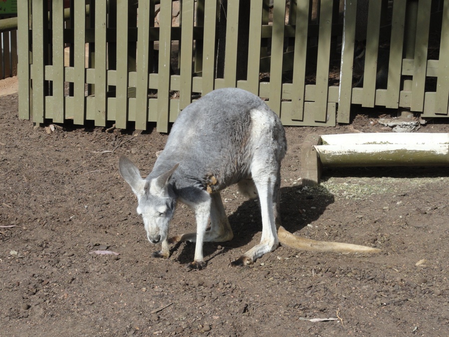 CanberraAustralia068.JPG